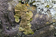 Melanohalea exasperatula