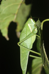 Philophyllia guttulata