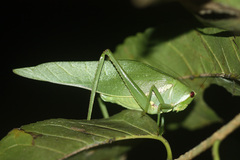 Philophyllia guttulata