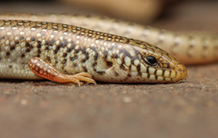Chalcides ocellatus
