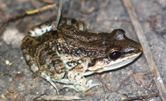 Leptodactylus fragilis image