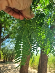 Albizia inundata