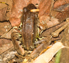 Leptodactylus savagei