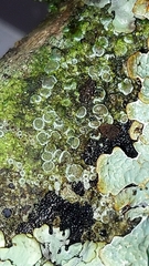 Lecanora carpinea