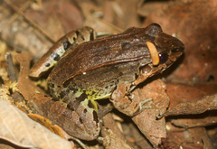 Leptodactylus savagei