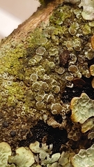 Lecanora carpinea