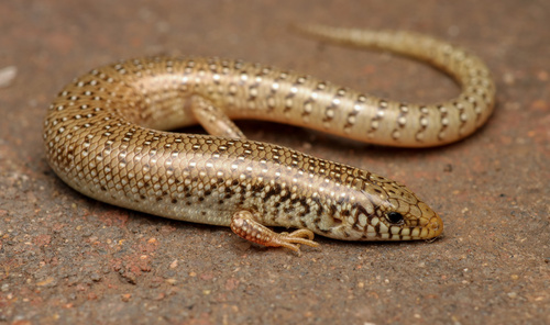 Ocellated Bronze Skink