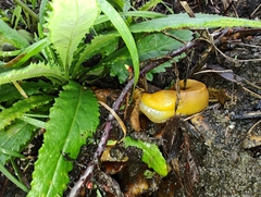 Ariolimax californicus