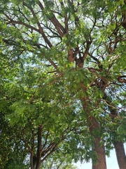 Albizia inundata