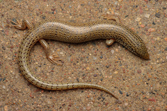 Chalcides ocellatus