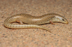 Chalcides ocellatus