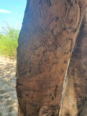 Albizia inundata