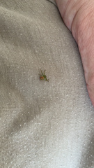 Diaea ambara