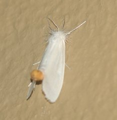 Rupela