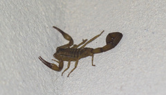 Centruroides koesteri