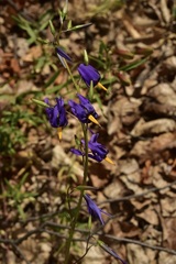 Conanthera bifolia