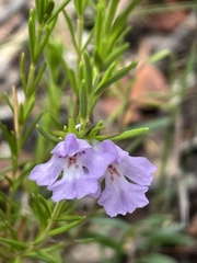 Hemigenia purpurea