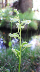 Platanthera obtusata