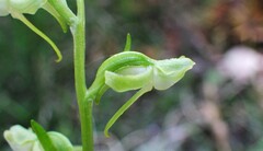 Platanthera obtusata