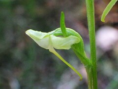 Platanthera obtusata