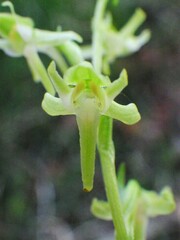 Platanthera obtusata