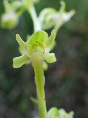 Platanthera obtusata