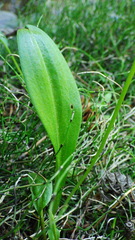 Platanthera obtusata