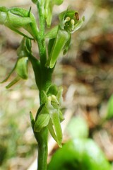Platanthera obtusata