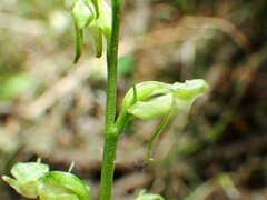 Platanthera obtusata