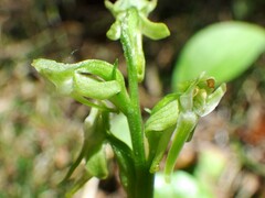 Platanthera obtusata