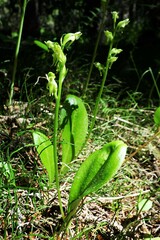Platanthera obtusata