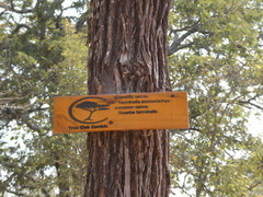 Terminalia stenostachya