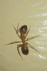 Camponotus festinatus