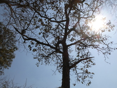 Terminalia stenostachya