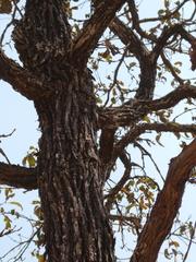 Terminalia stenostachya