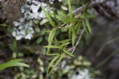 Dendrobium cunninghamii