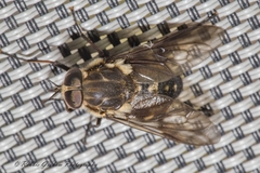Tabanidae