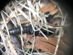 Thyreocephalus