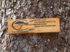 Brachystegia spiciformis