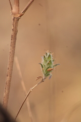 Tetramerium nervosum