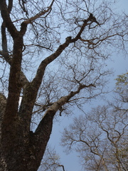 Brachystegia spiciformis