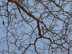 Brachystegia spiciformis