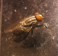 Sarcophagidae
