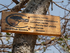 Albizia antunesiana