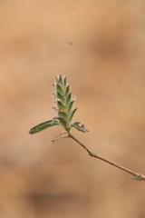 Tetramerium nervosum