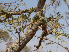 Albizia antunesiana