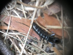 Thyreocephalus