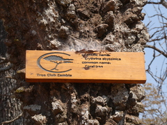 Erythrina abyssinica