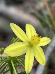 Tricoryne simplex