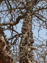 Erythrina abyssinica